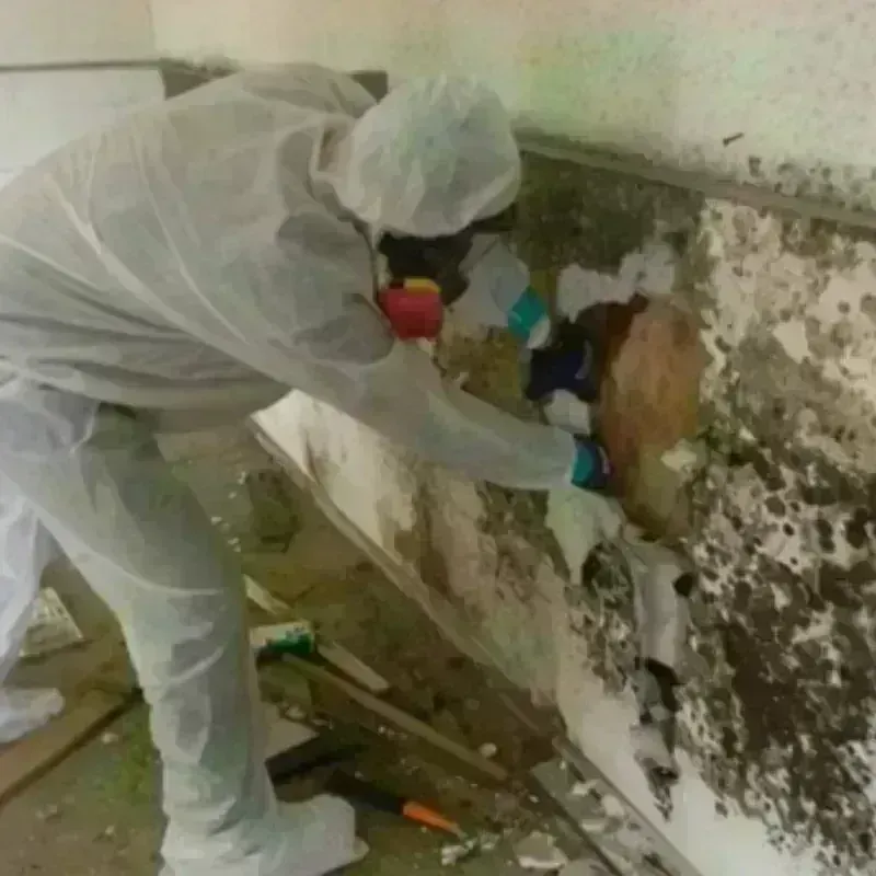 Mold Remediation and Removal in Hopwood, PA